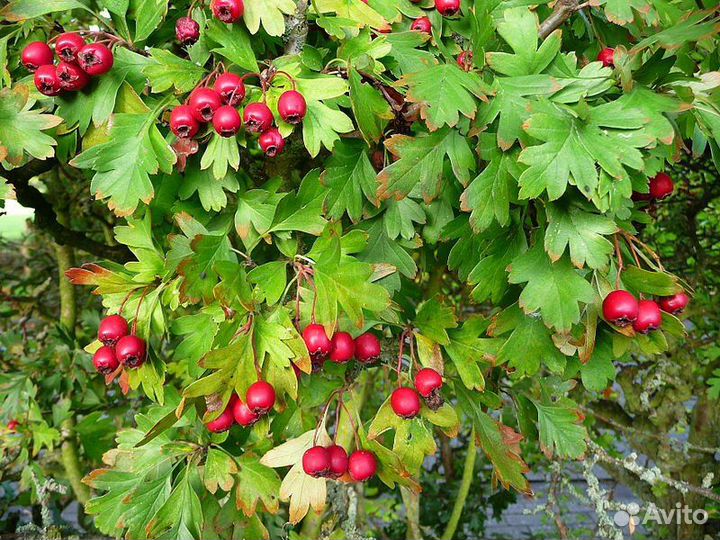 Боярышник лесной