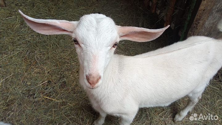 Домашние животные