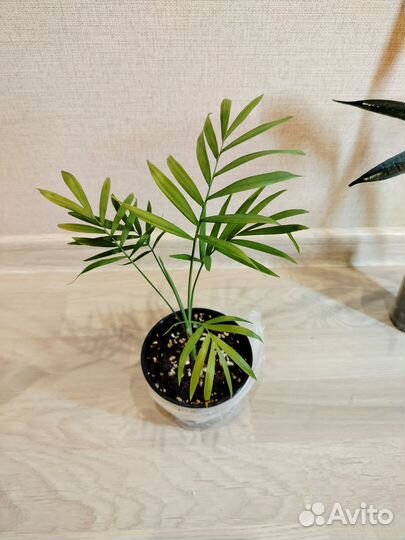 Комнатные цветы набор #1