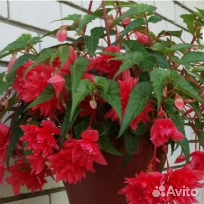 Бегония ампельная Беллекония укорен.Черенки