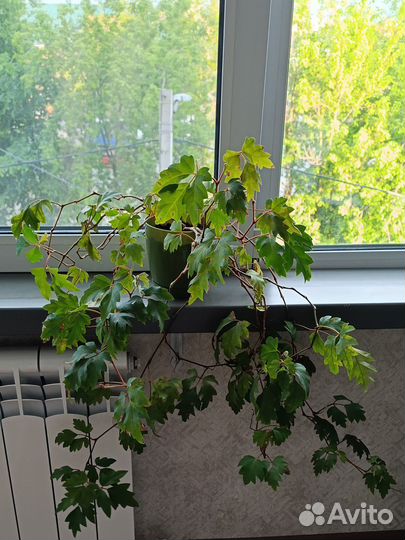 Комнатное растение Циссус (березка)