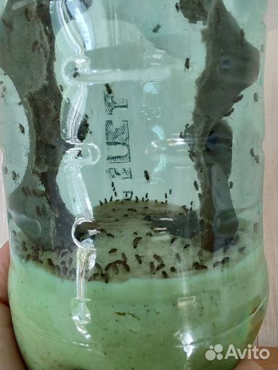 Муха дрозофила меланогастер, нелетающая кормовая