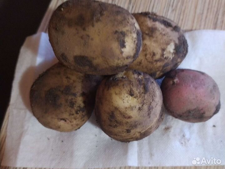 Картофель молодой
