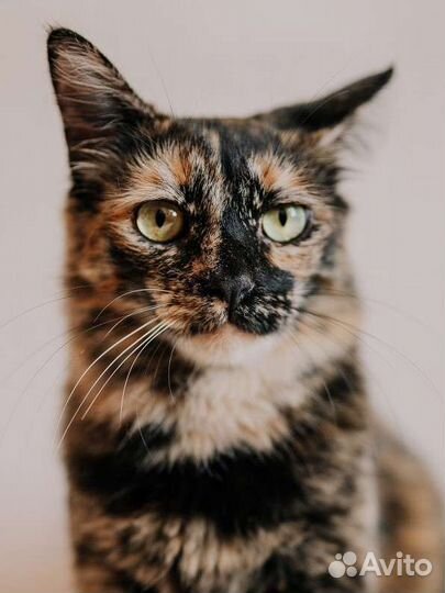 Кошка Марта окрас черепашка