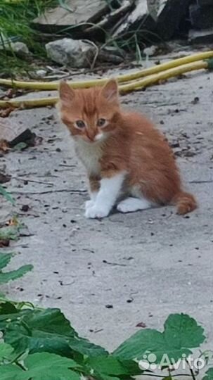 Котята в хорошие руки