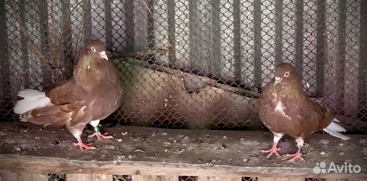 Николаевские голуби