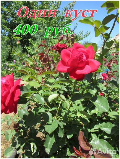 Роза. Красная. Купить цветы