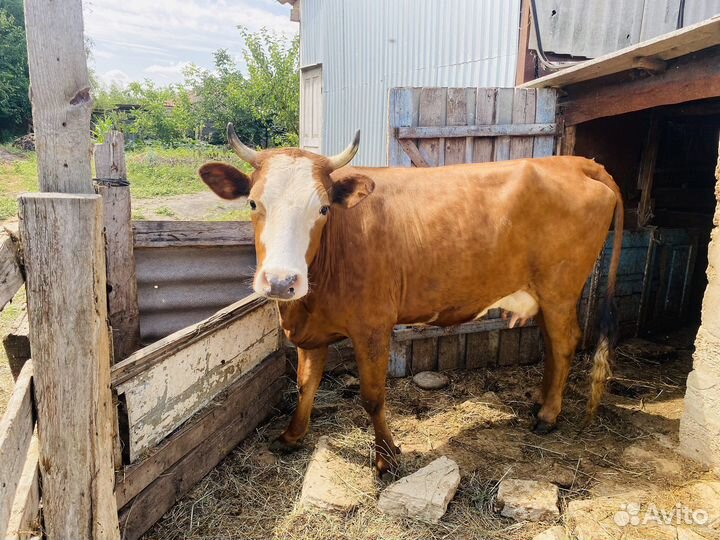 Корова высокоудойная