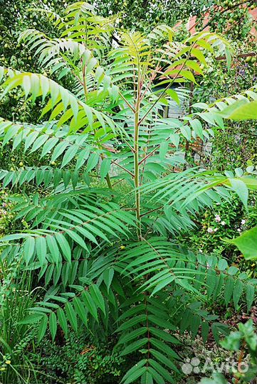 Пальма Сумах