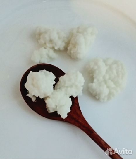 Молочный, он же кефирный, он же тибетский – гриб