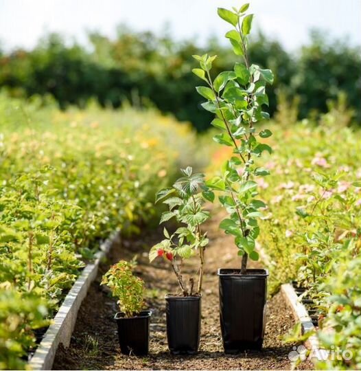 Роза шраб Лоран Каброль - саженцы зкс, Сады Урала