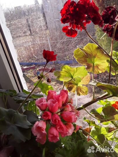 Пеларгонии махровые, розебудные. Герань