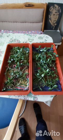 Денежное дерево толстянка