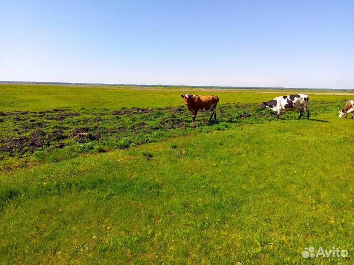 Коровы быки телята