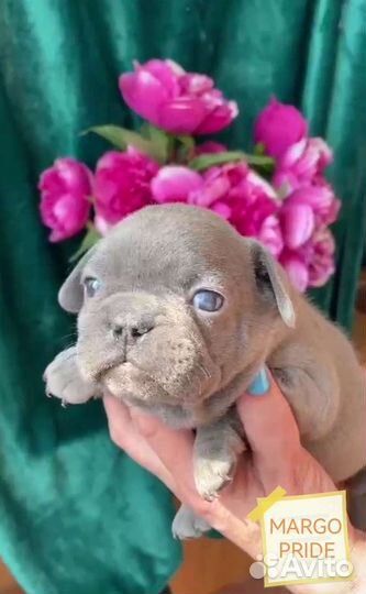 Французский бульдог лиловая девочка