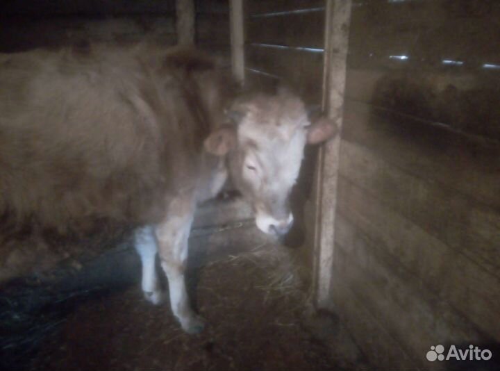 Продаю быка