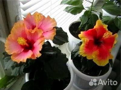Гибискус смесь, семена