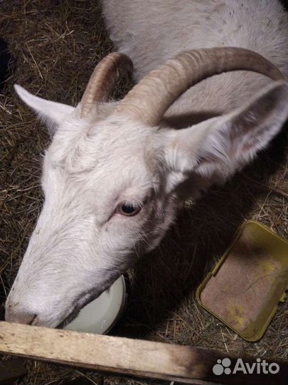 Коровье,Козье молоко