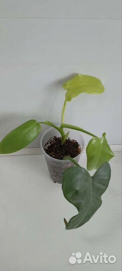 Филодендроны