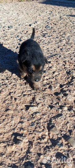 Щенки немецкой овчарки