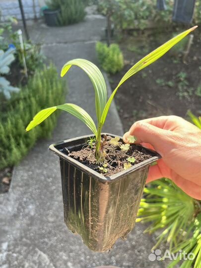 Сабаль малый