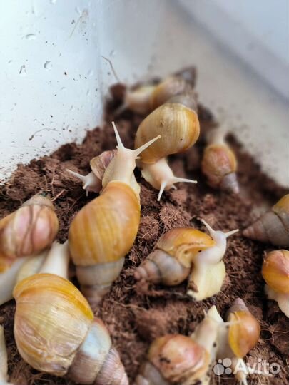 Улитки ахатины