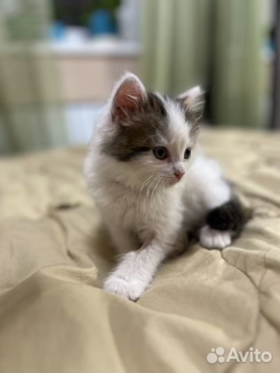 Котенок в добрые руки