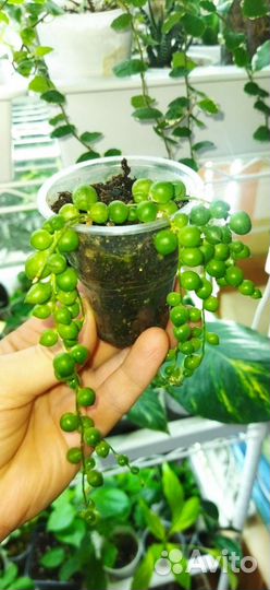 Крестовник Роули и др