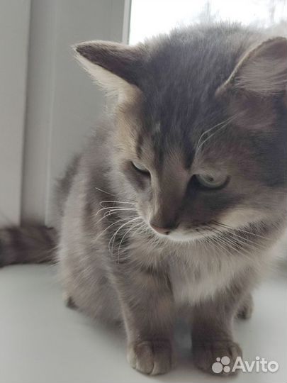 Зеленоглазая коша 8 месяцев
