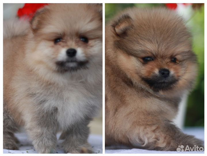 Шпицы соболиные. Мальчики. Девочки