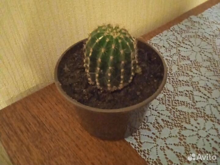 Кактус эхинопсис. молочай пальма