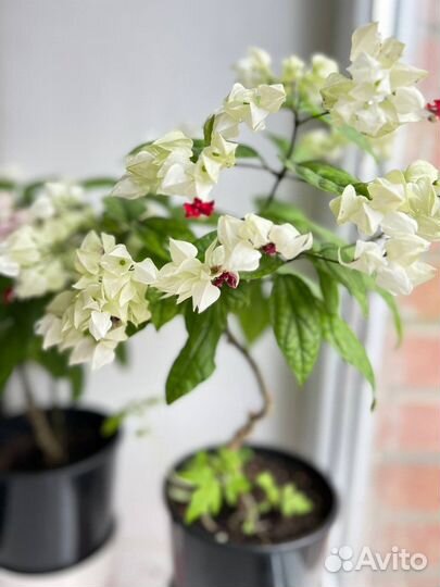 Клеродендрум Томпсон