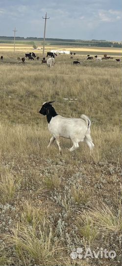 Бурские козлы