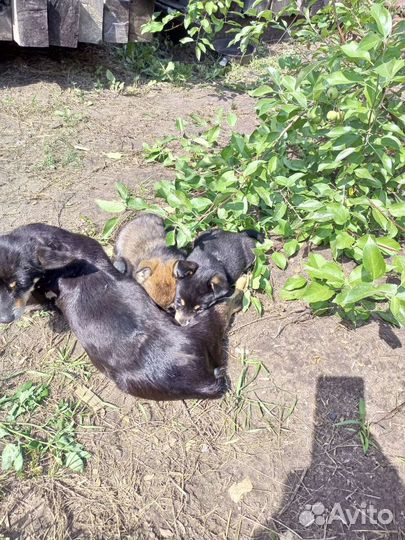 Щенки в добрые руки бесплатно