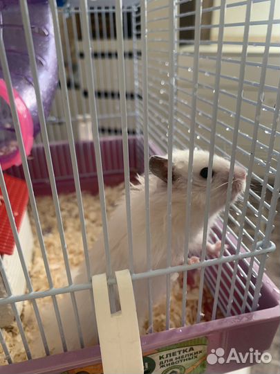 Сирийский хомяк бесплатно