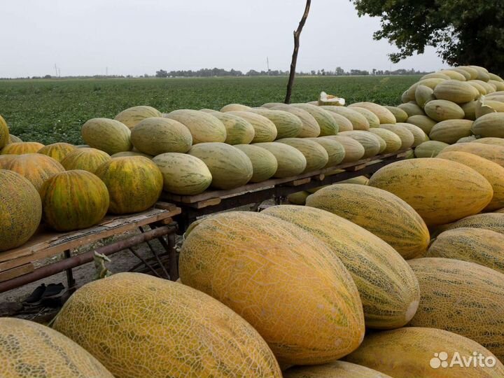 Дыни оптом