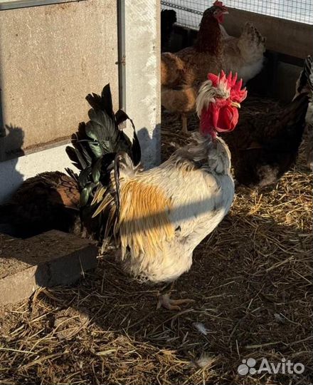 Петухи