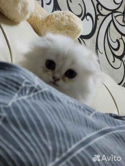 Британская длинношерстная шиншилла