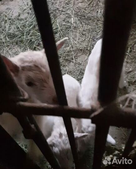 Зааненская дойная коза