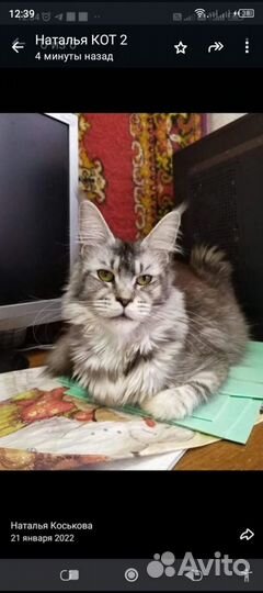 Котята мейн-кун