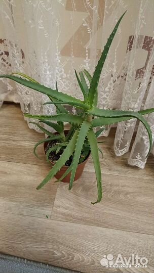 Комнатные цветы алоэ