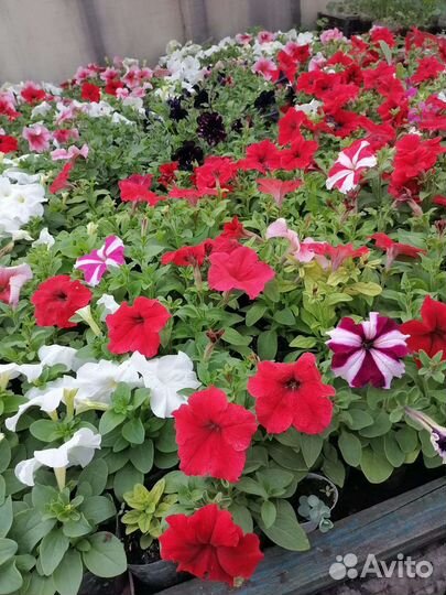 Рассада цветов