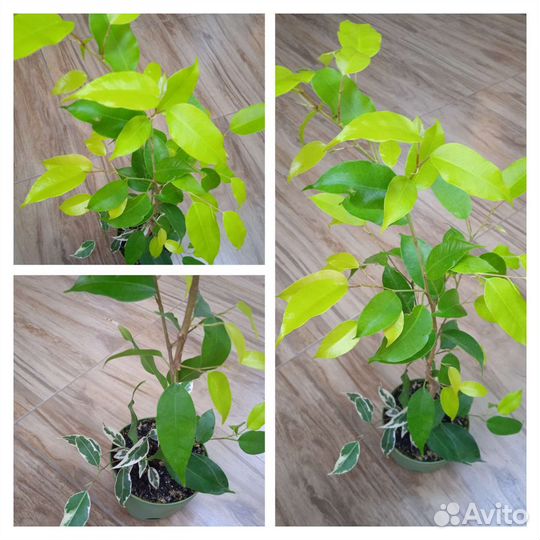 Комнатные растения