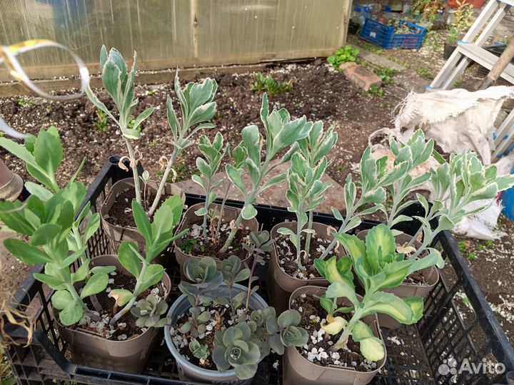 Уличные цветы