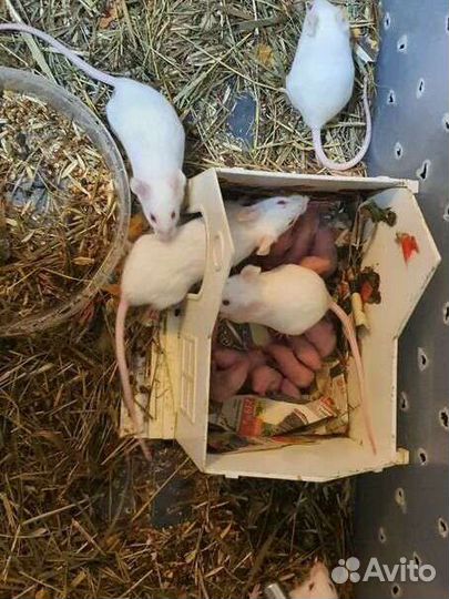 Мыши на корм