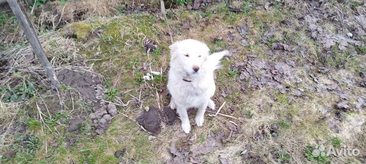 Щенки хаски