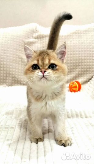 Шотландский мальчик
