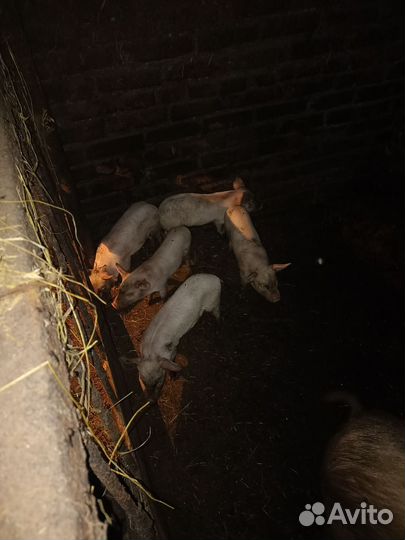 Продам поросят