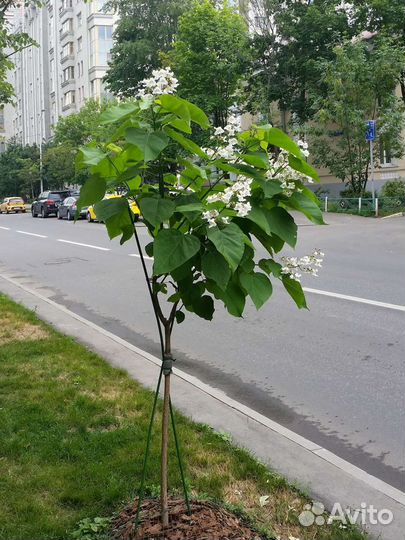 Саженцы катальпы
