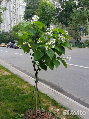 Саженцы катальпы